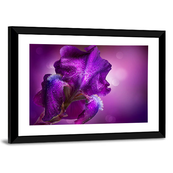 Bearded Iris Close-up with Dew Drops Canvas Wall Art