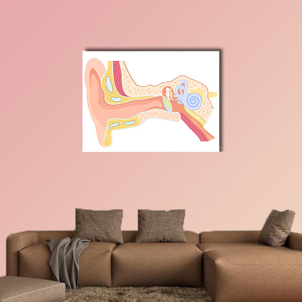 Labeled Human Ear Anatomy Diagram Canvas Wall Art in white, beige and pink, single panel hung on a wall