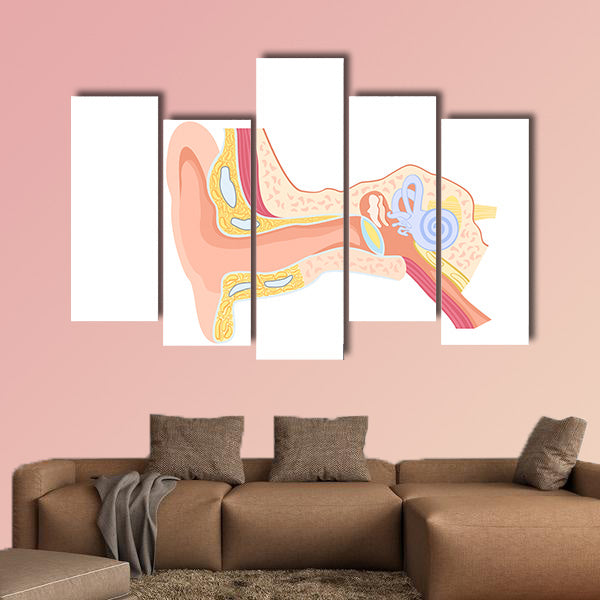 Labeled Human Ear Anatomy Diagram Canvas Wall Art