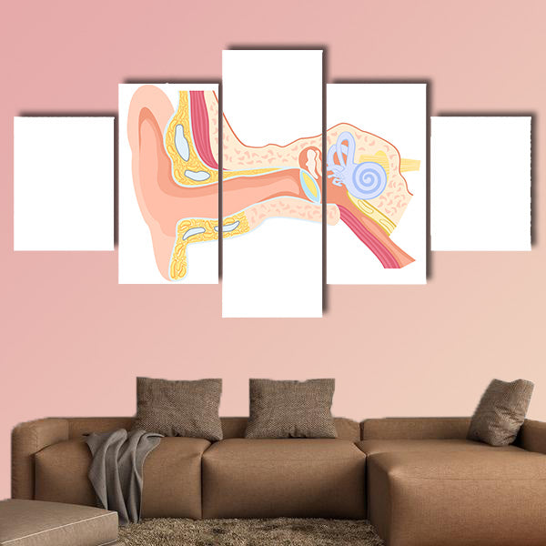 Labeled Human Ear Anatomy Diagram Canvas Wall Art