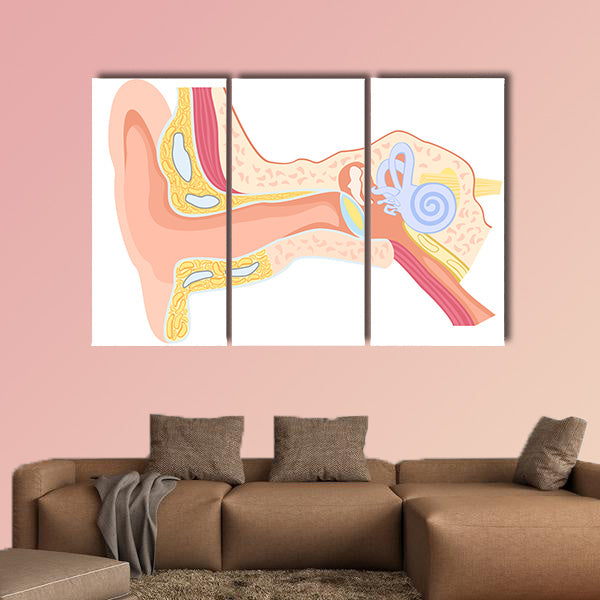 Labeled Human Ear Anatomy Diagram Canvas Wall Art