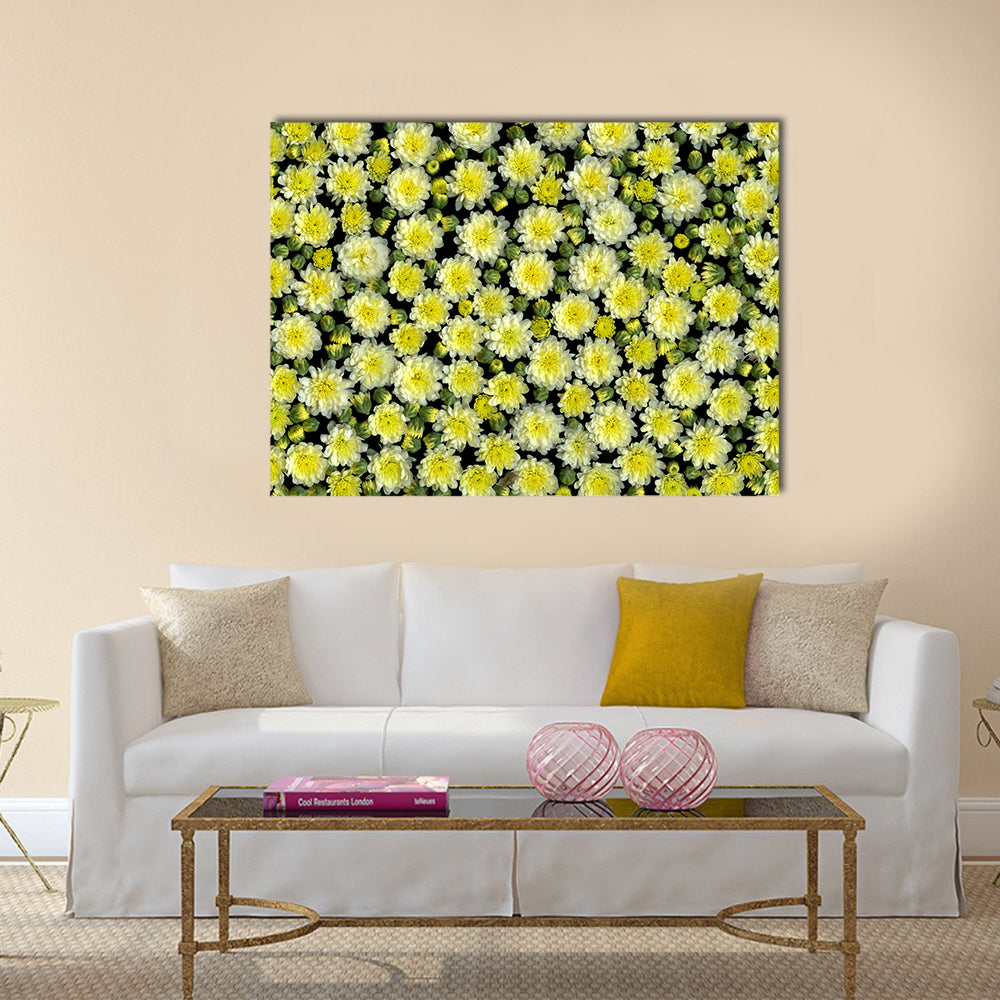 Yellow and White Chrysanthemums Canvas Wall Art in black, white and yellow, single panel hung on a wall