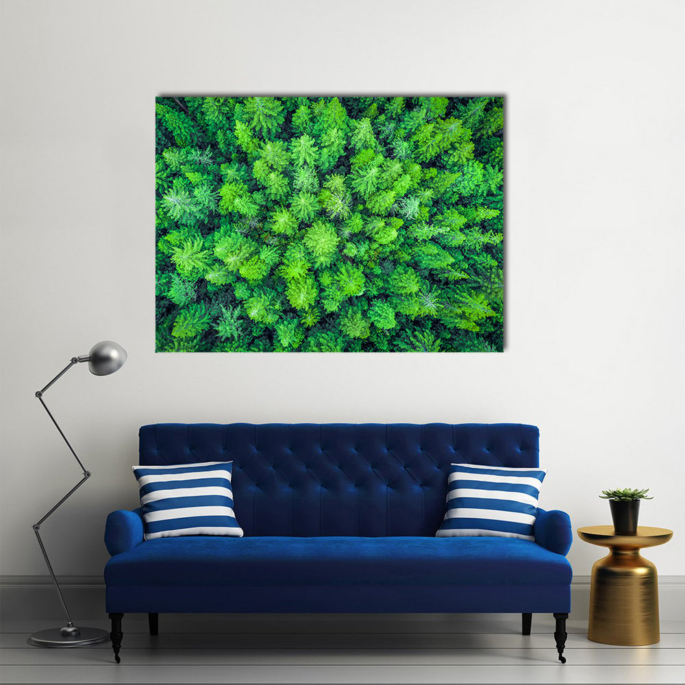 Aerial View Of Redwood Whakarewarewa Forest Canvas Wall Art in green, single panel hung on a wall