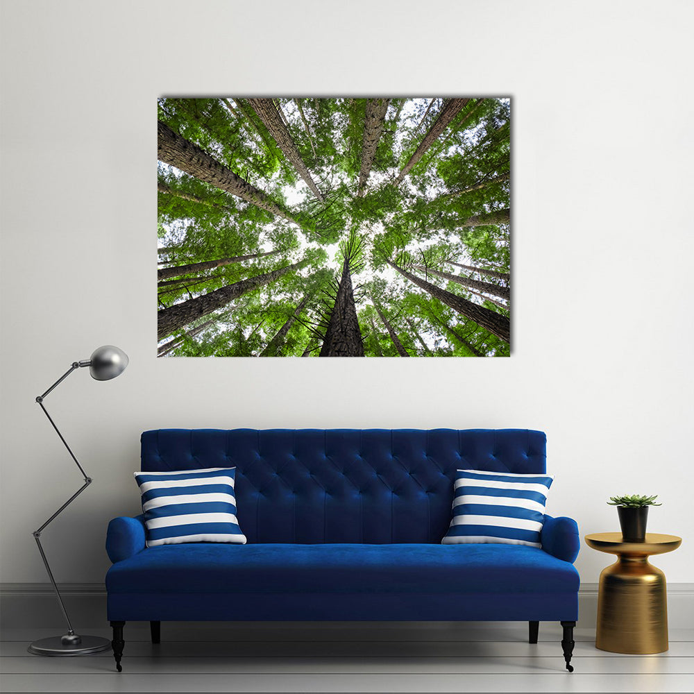 Redwood Tree Canopy Canvas Wall Art in white, brown and green, single panel hung on a wall