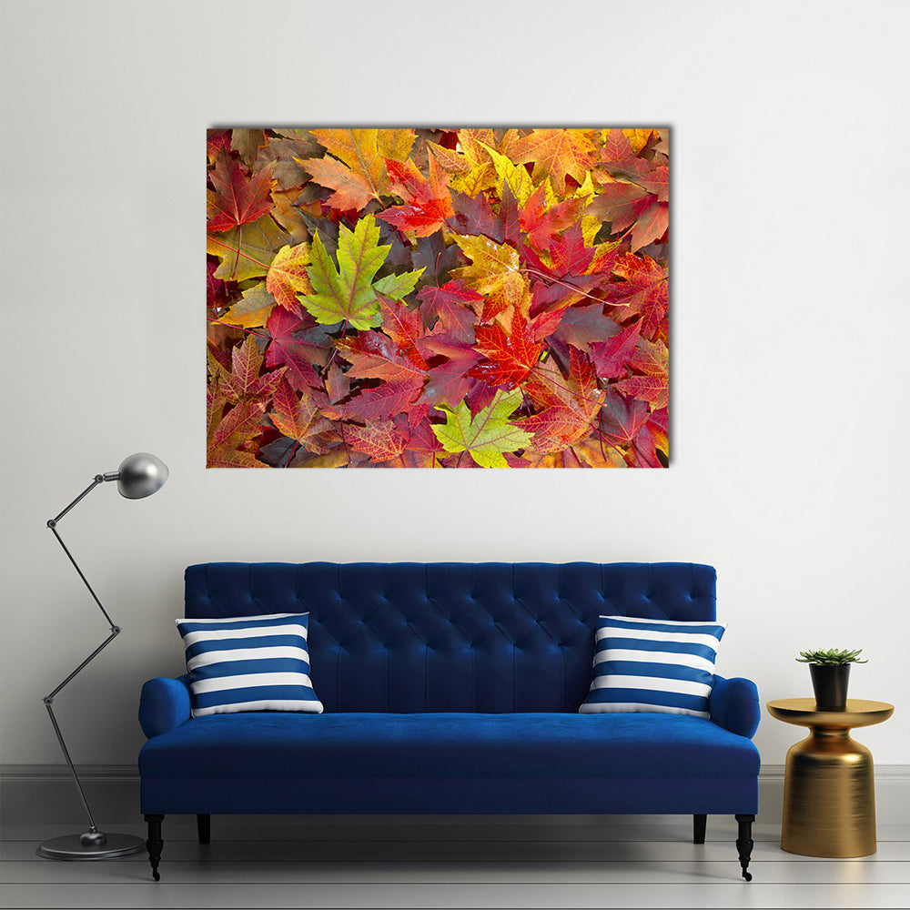 Colorful Maple Leaves Canvas Wall Art in red, orange and yellow, single panel hung on a wall