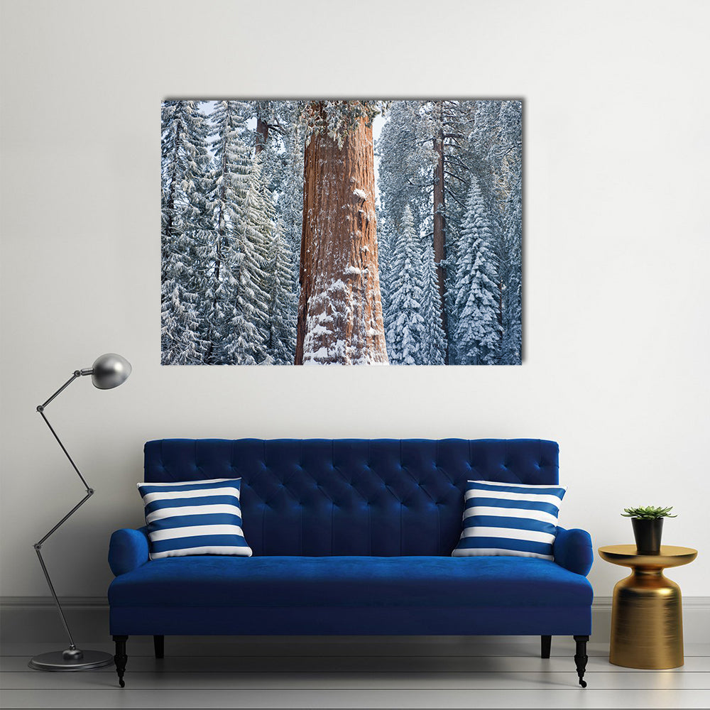 The Giant Sequoia Tree Covered In Snow Canvas Wall Art in white, brown and blue, single panel hung on a wall