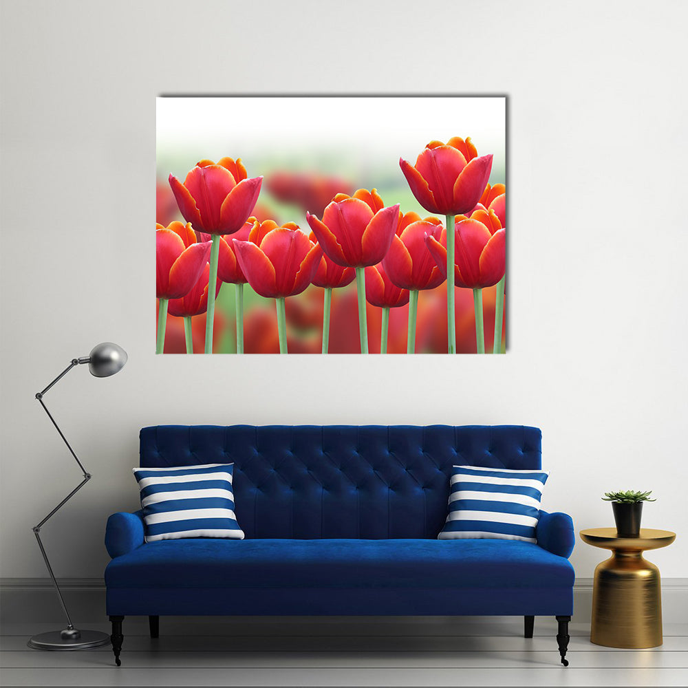 Spring Tulip Flower Canvas Wall Art in white, red and green, single panel hung on a wall