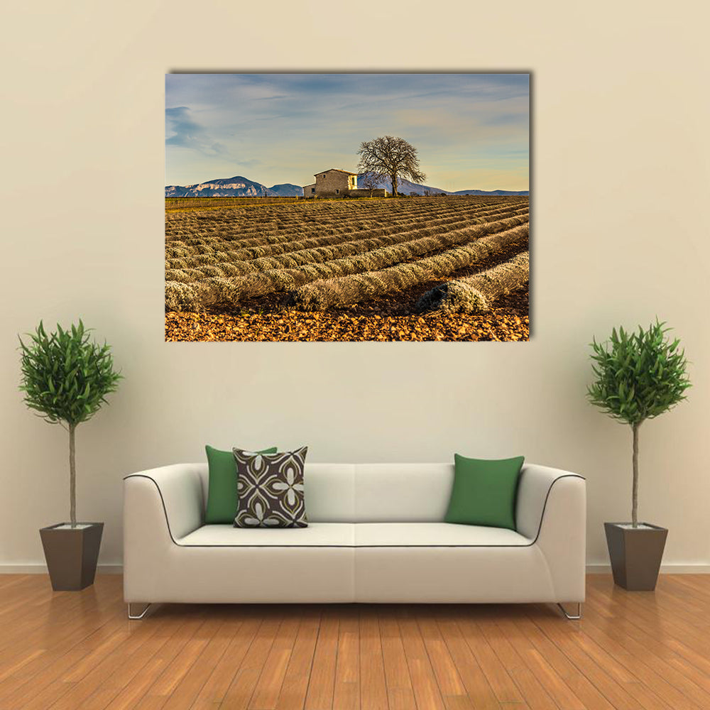 Unharvested Lavender Field In Provence France Canvas Wall Art in brown, yellow and blue, single panel hung on a wall