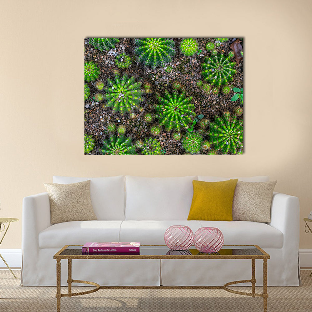 Cactus Plants Close-up Canvas Wall Art