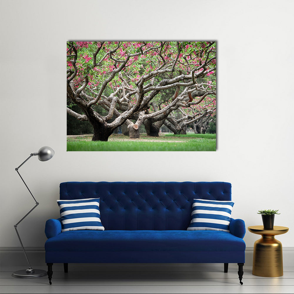 Peach Trees With Blooming Pink Flowers Canvas Wall Art