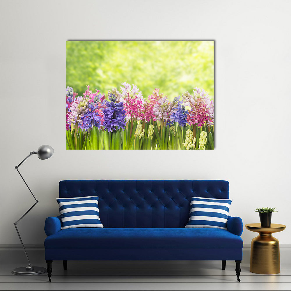 Blooming Spring Hyacinths Flowers Plant In Garden Canvas Wall Art in green, purple and pink, single panel hung on a wall