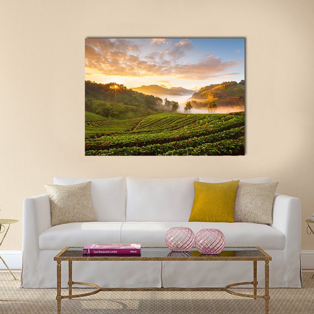 Misty Morning Sunrise In Strawberry Garden In Chiangmai Thailand Canvas Wall Art