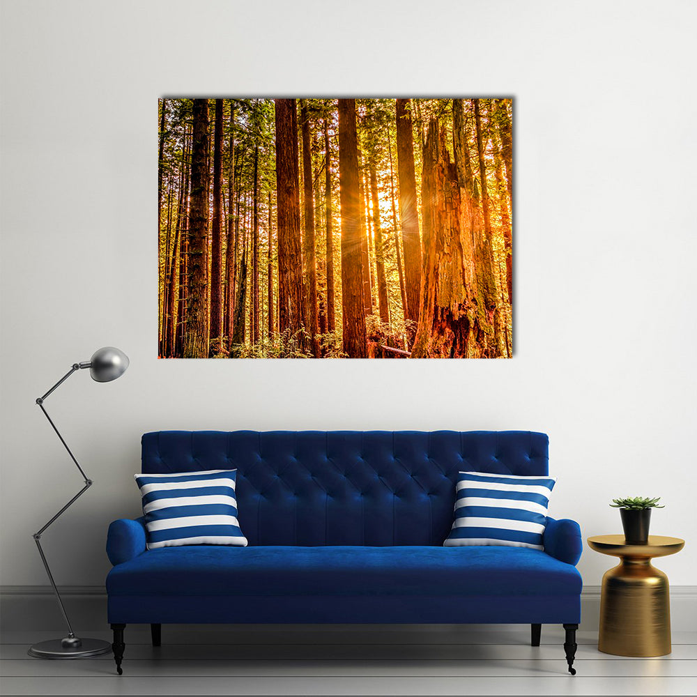 Sun Shines Through Redwood Trees Canvas Wall Art in brown, yellow and green, single panel hung on a wall