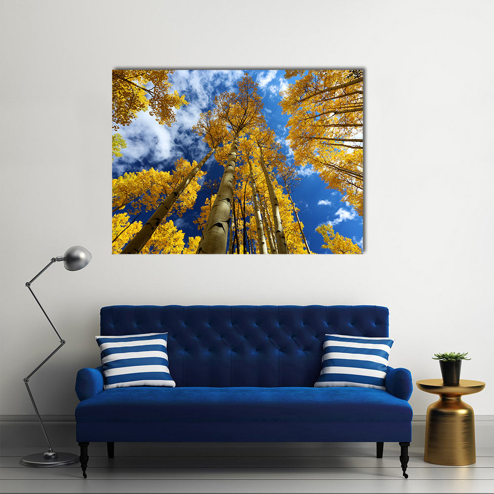 Golden Autumn Aspen Canopy Canvas Wall Art