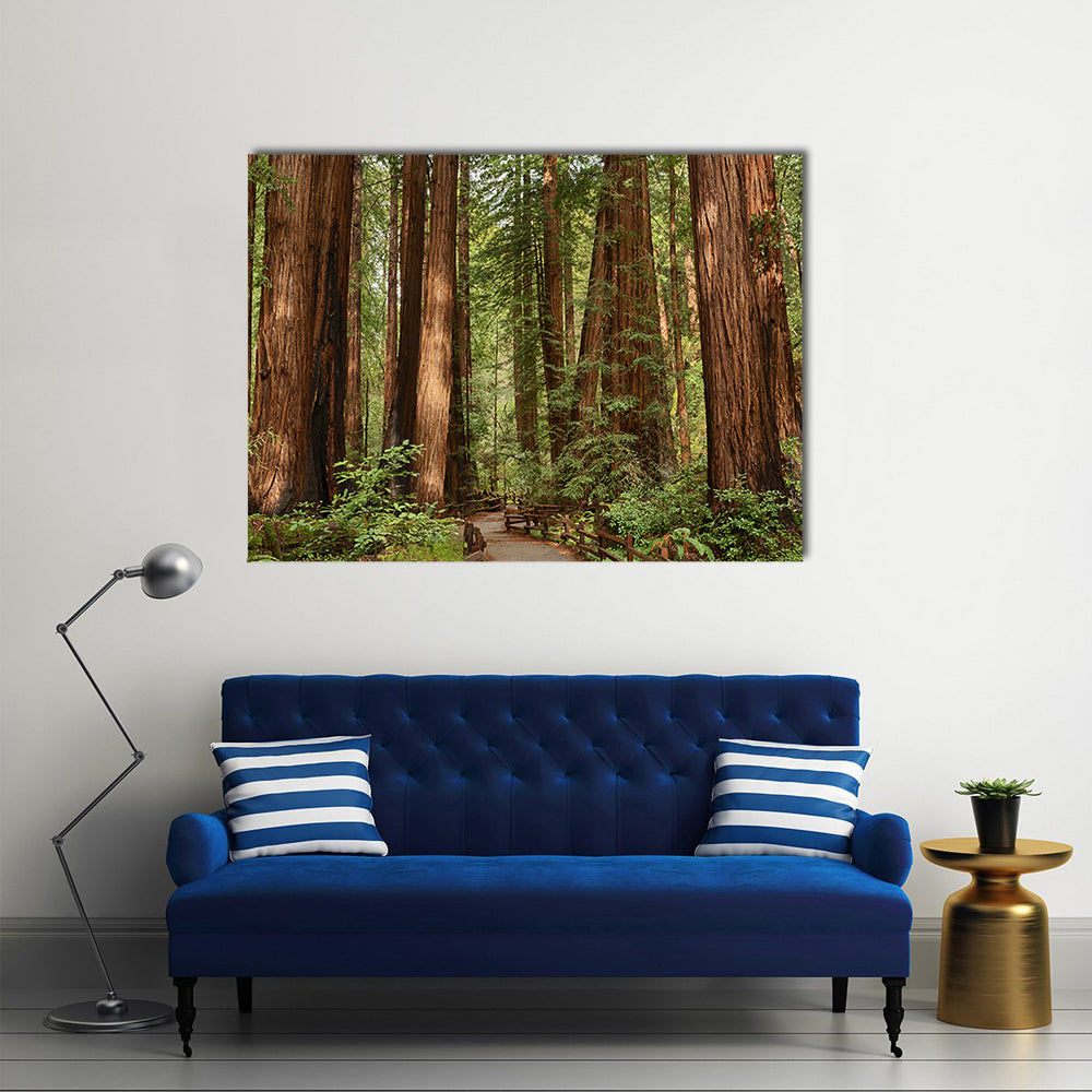 Muir Woods National Monument In California Canvas Wall Art in brown and green, single panel hung on a wall