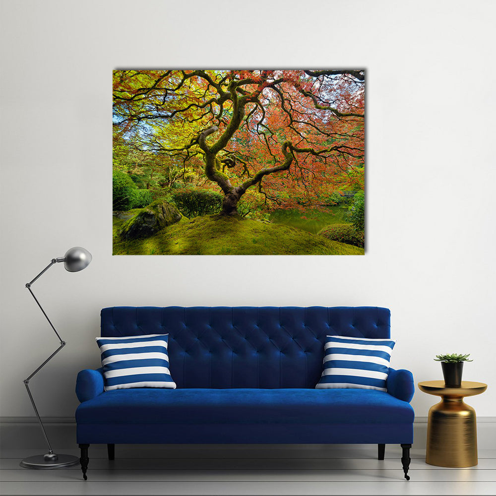 Gnarled Japanese Maple Tree in Portland Canvas Wall Art in red, orange and green, framed print, product view on a white background