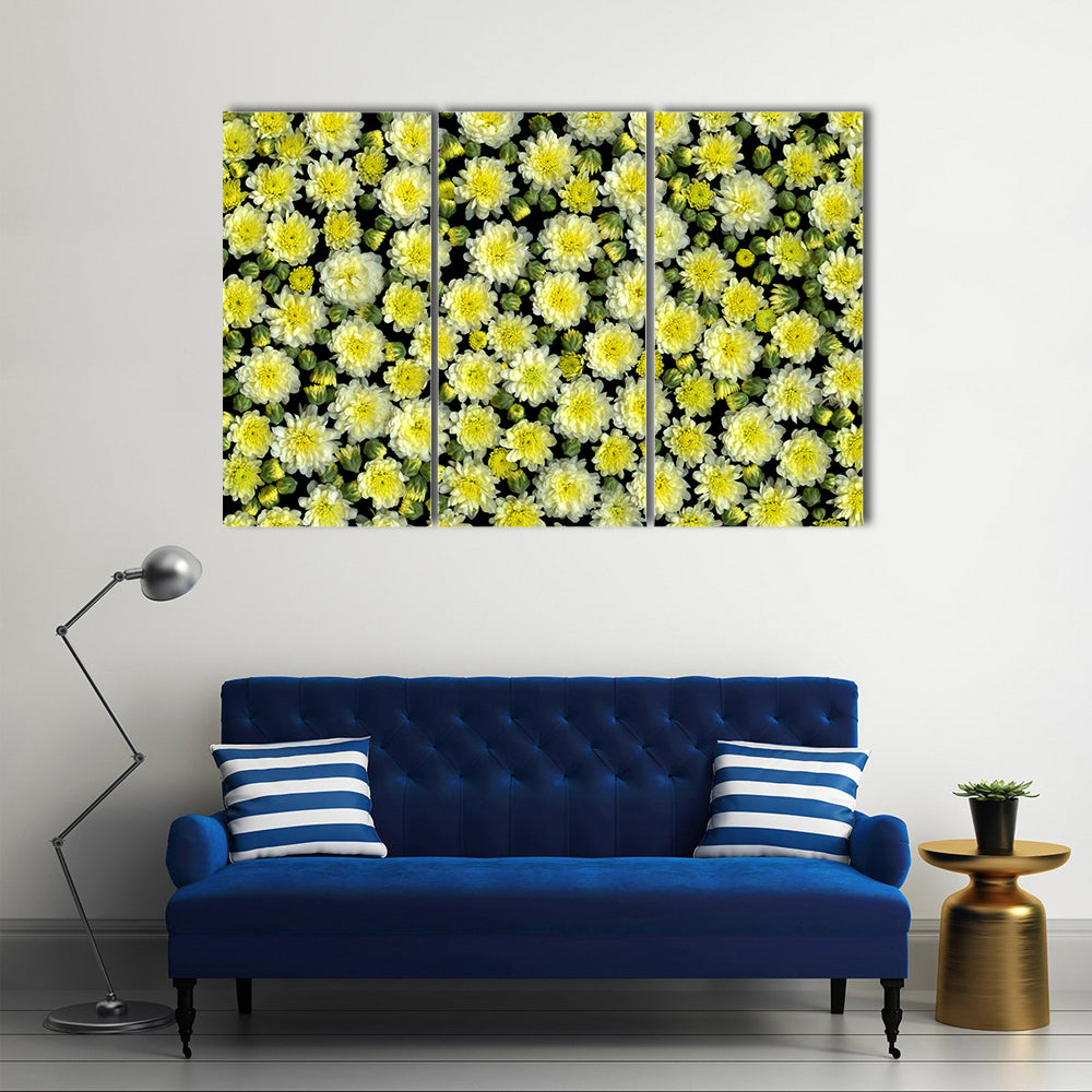 Yellow and White Chrysanthemums Canvas Wall Art in black, white and yellow, 3 panel horizontal set hung on a wall