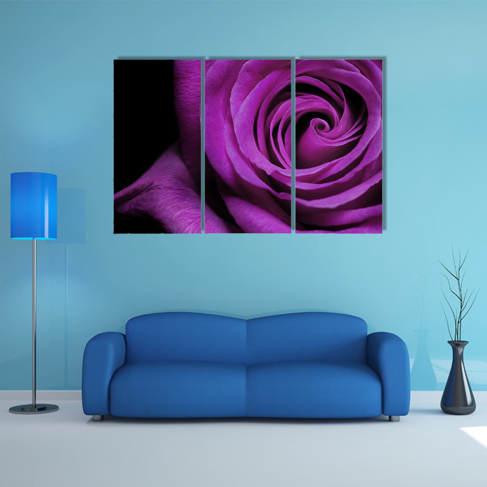 Purple Rose Close-Up Canvas Wall Art
