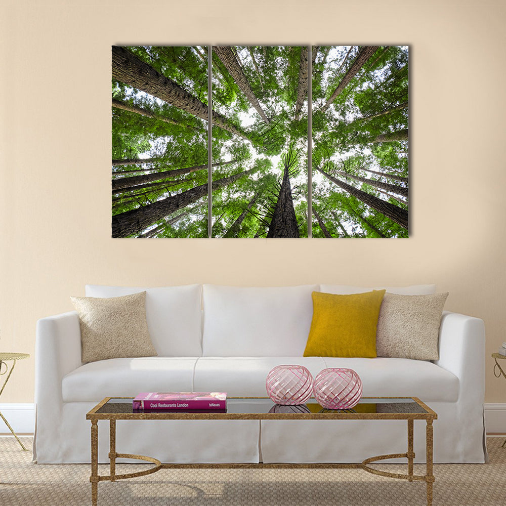 Redwood Tree Canopy Canvas Wall Art