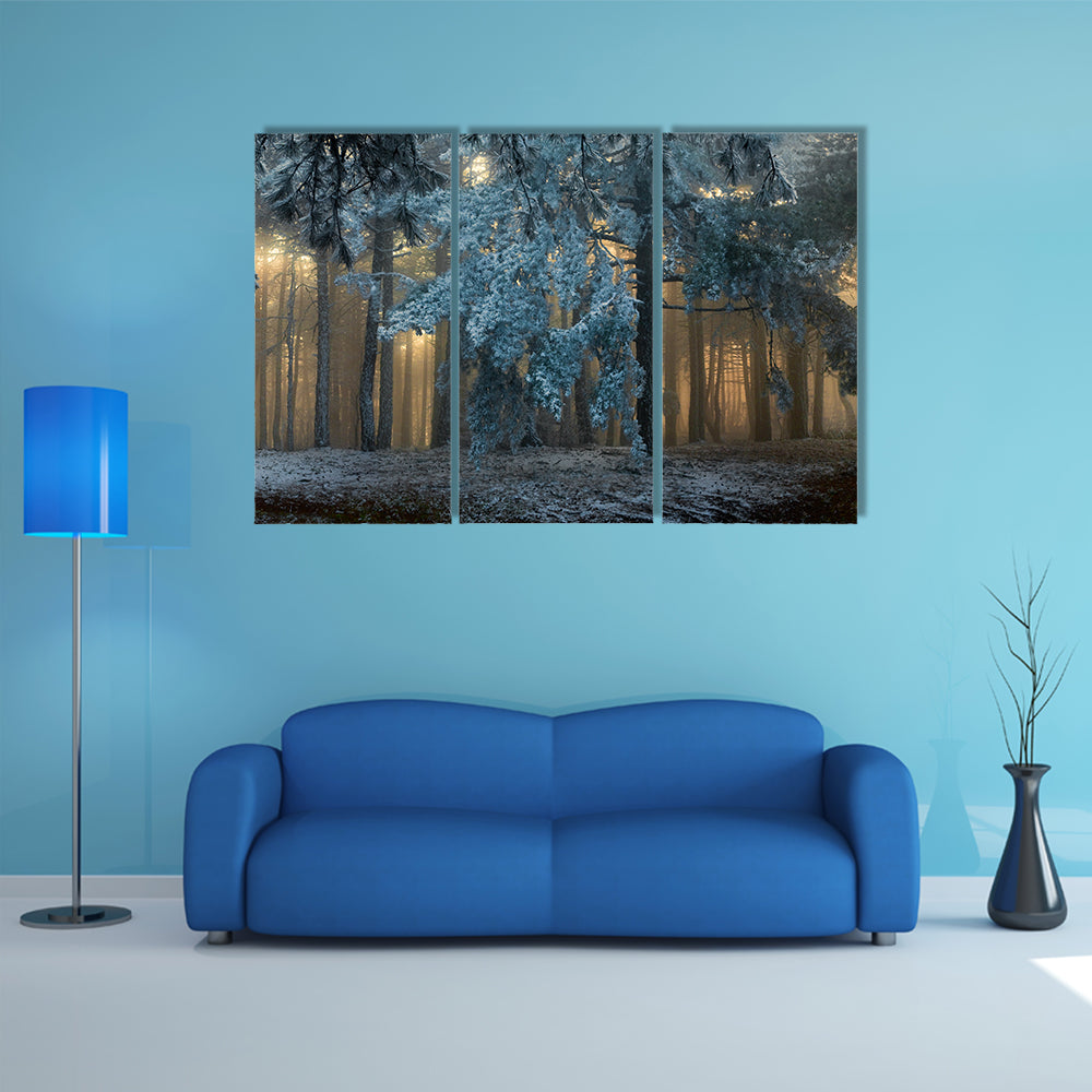 Fog In The forest In Uludag Turkey Canvas Wall Art