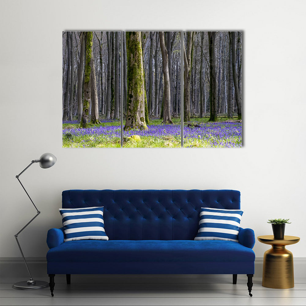 Springtime Bluebell Wood in England Canvas Wall Art