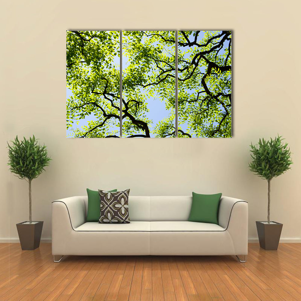 Tree Canopy with Bright Blue Sky Canvas Wall Art