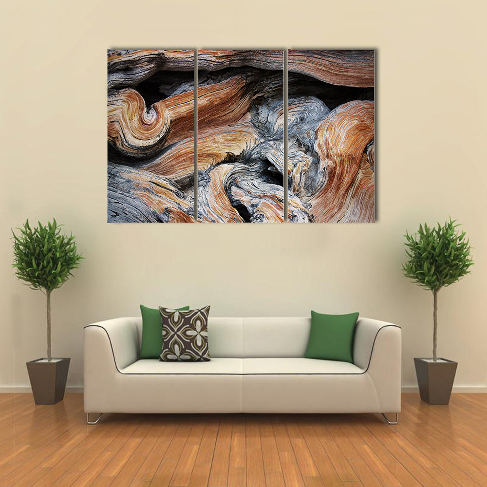 Old Juniper Wood Texture Canvas Wall Art