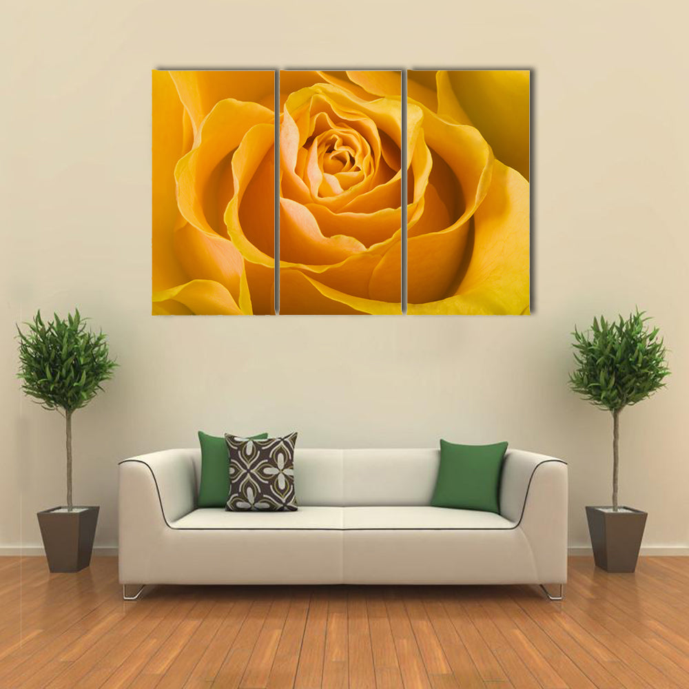 Close Up Of Rose Canvas Wall Art