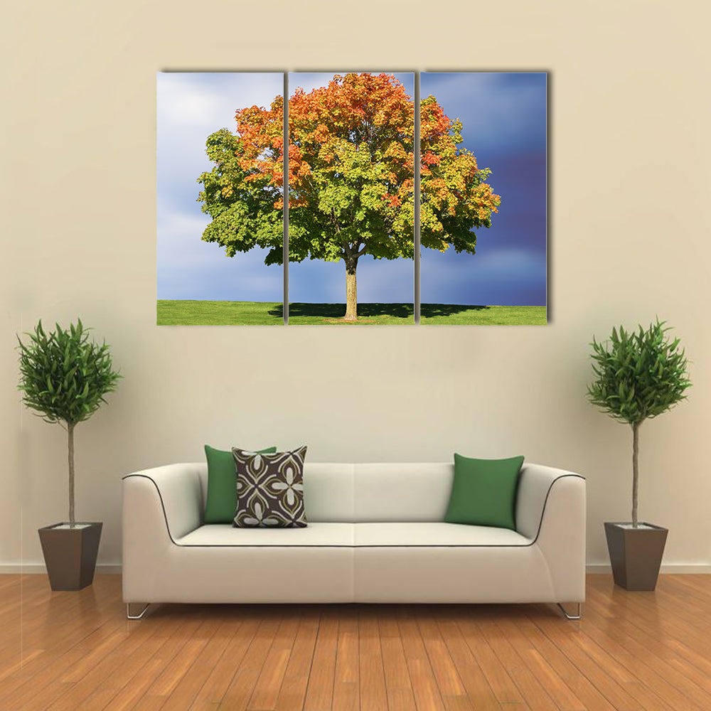 Maple Tree In Autumn Canvas Wall Art