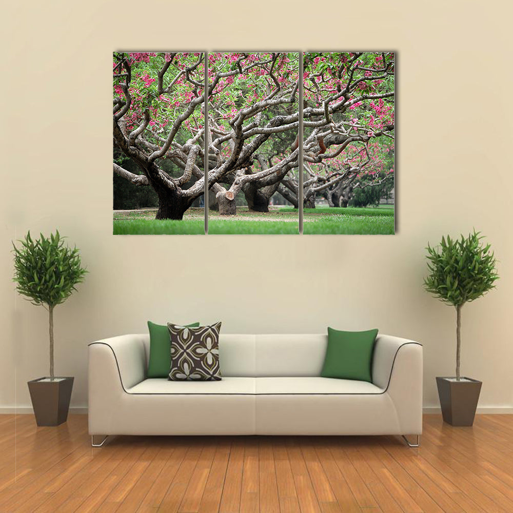 Peach Trees With Blooming Pink Flowers Canvas Wall Art