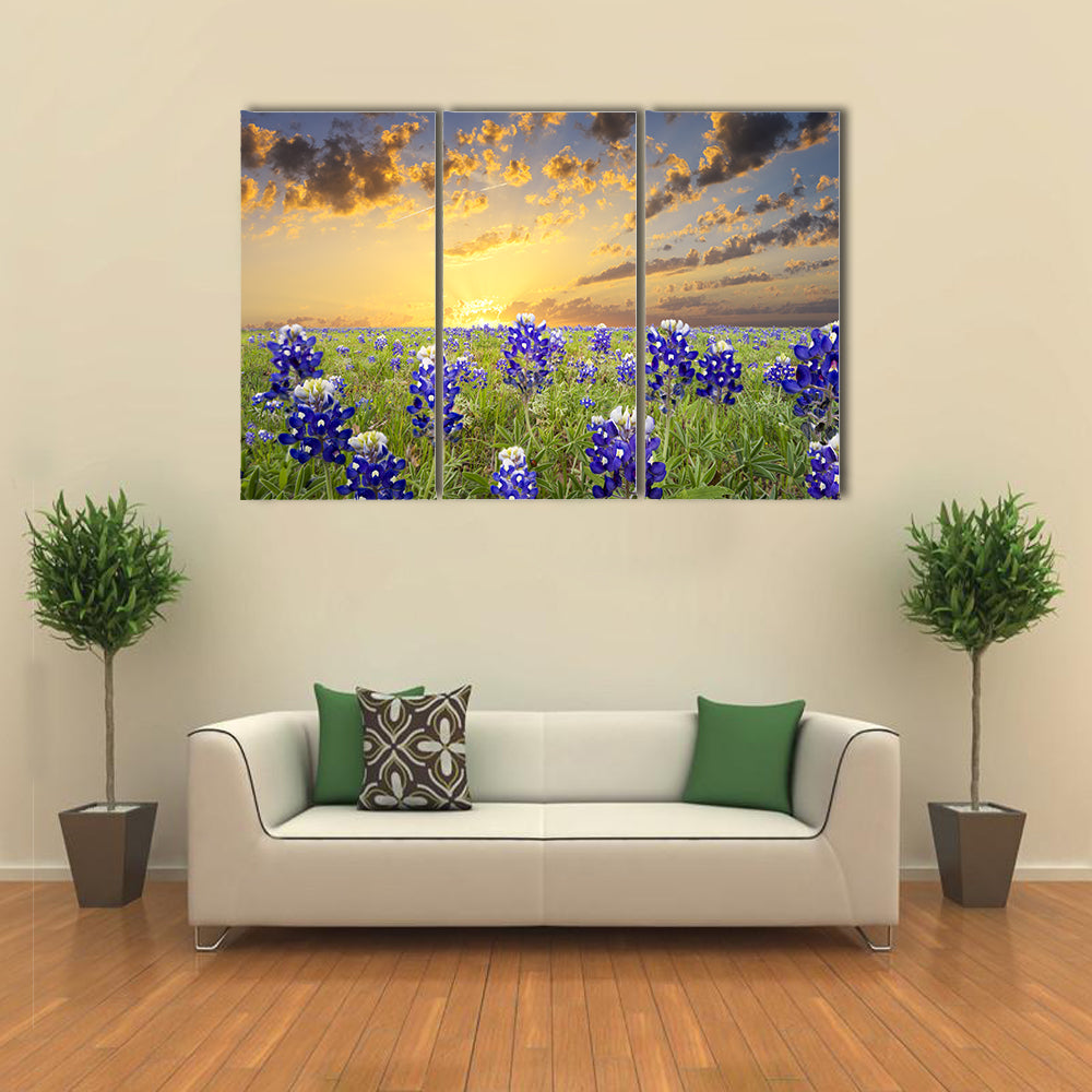 Bluebonnets In The Texas Hill County Canvas Wall Art