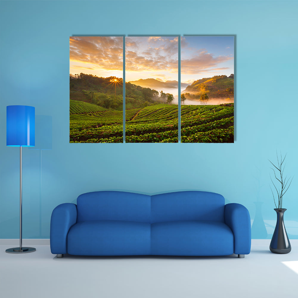 Misty Morning Sunrise In Strawberry Garden In Chiangmai Thailand Canvas Wall Art