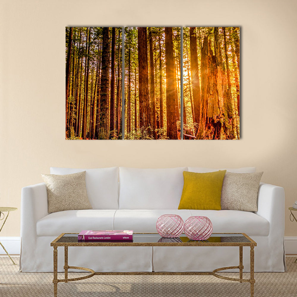 Sun Shines Through Redwood Trees Canvas Wall Art