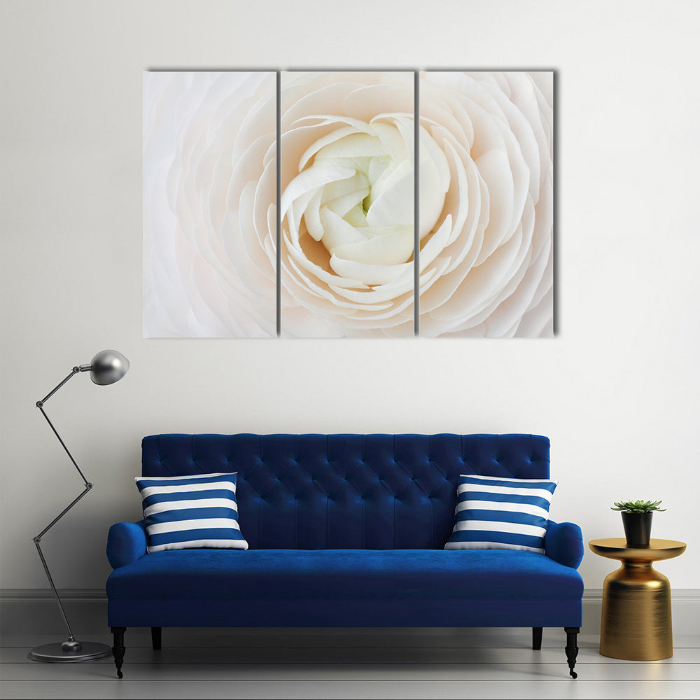 Closeup of Ranunculus Flower Canvas Wall Art