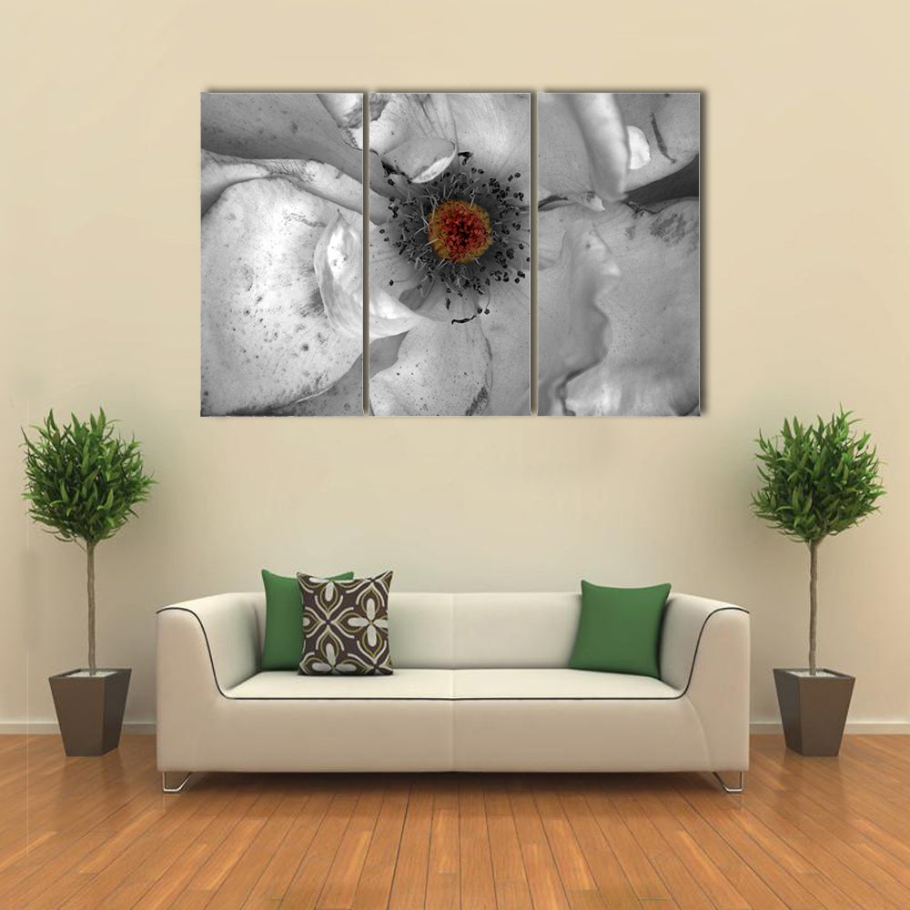 Selective Color Macro Flower Canvas Wall Art