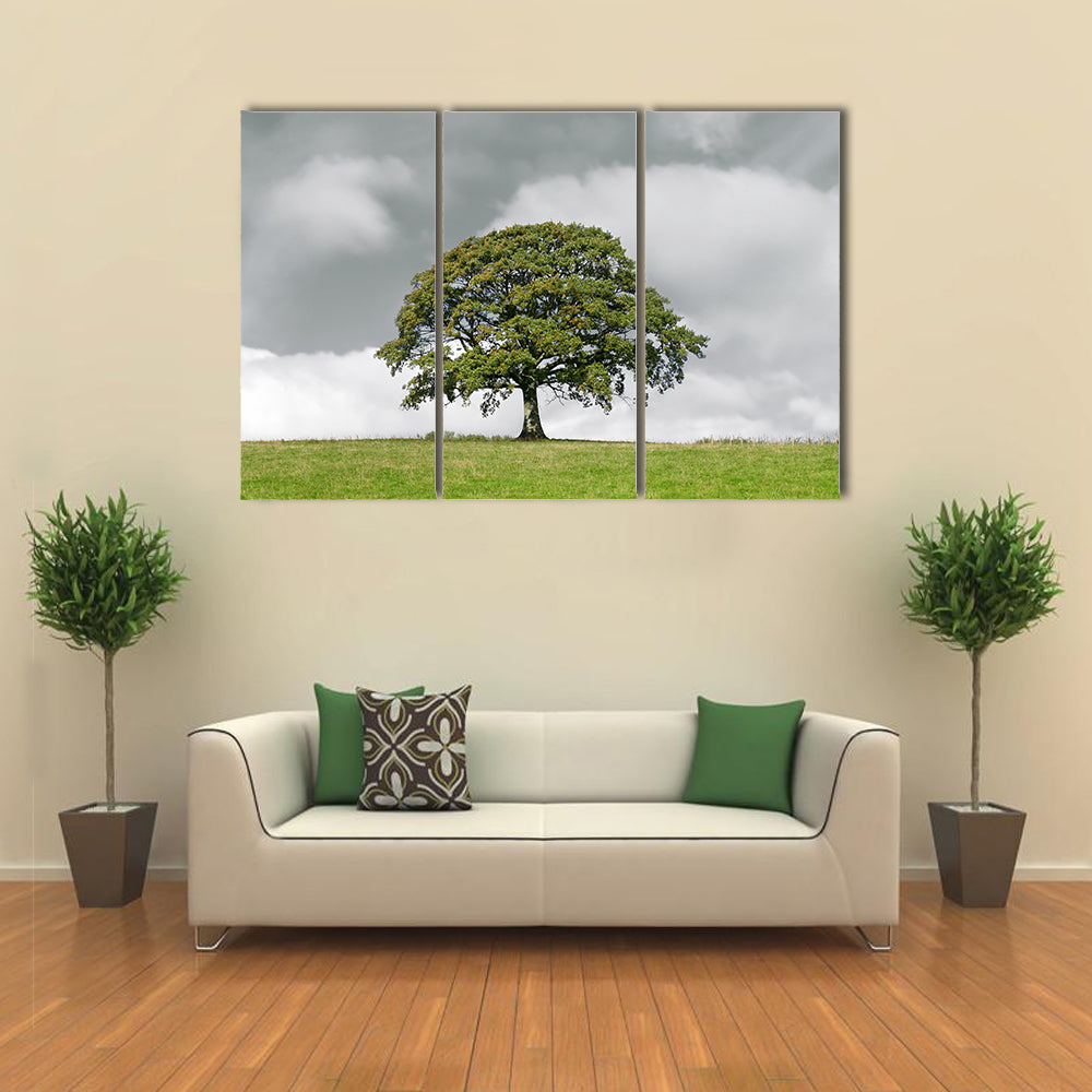 Summer Oak on Grassy Hill Canvas Wall Art