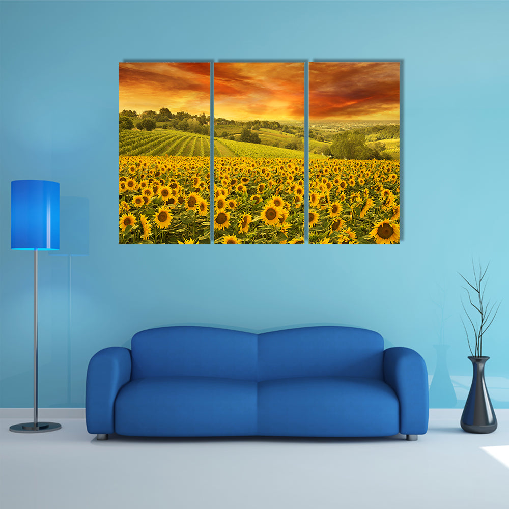 Sunflowers Field In The Italian Hill At Sunset Canvas Wall Art