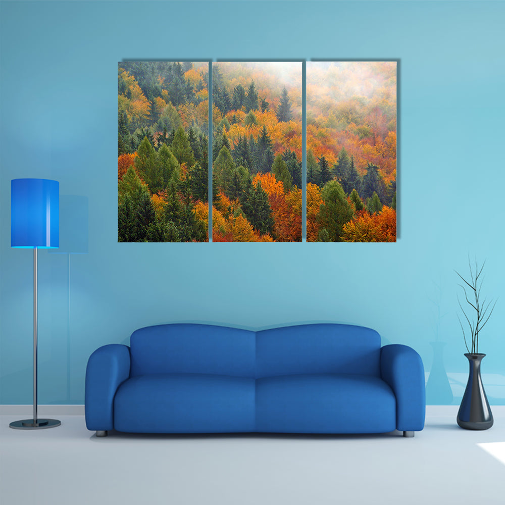 Foggy Autumn Forest In Romania Canvas Wall Art