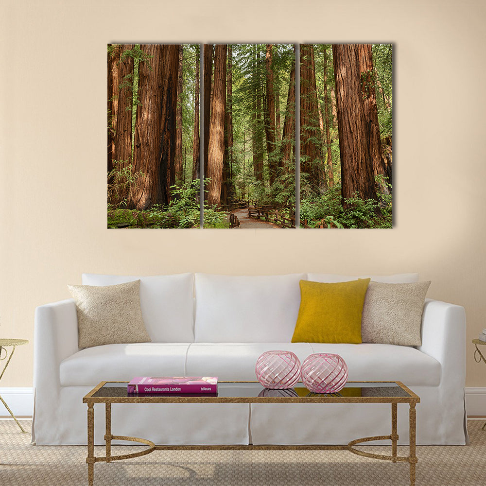 Muir Woods National Monument In California Canvas Wall Art
