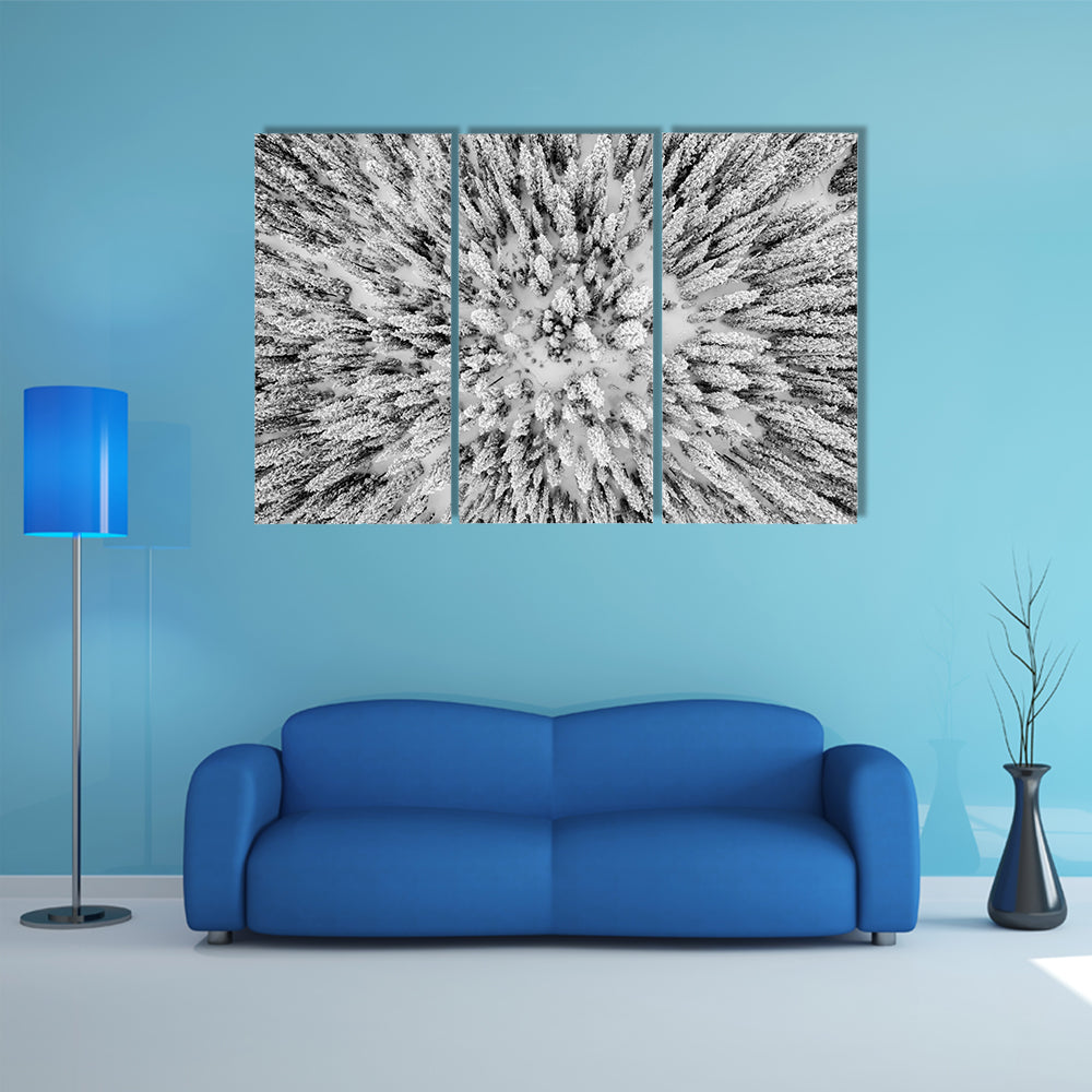 Snow Covered Evergreen Forests In The Colorado Rocky Mountains Canvas Wall Art