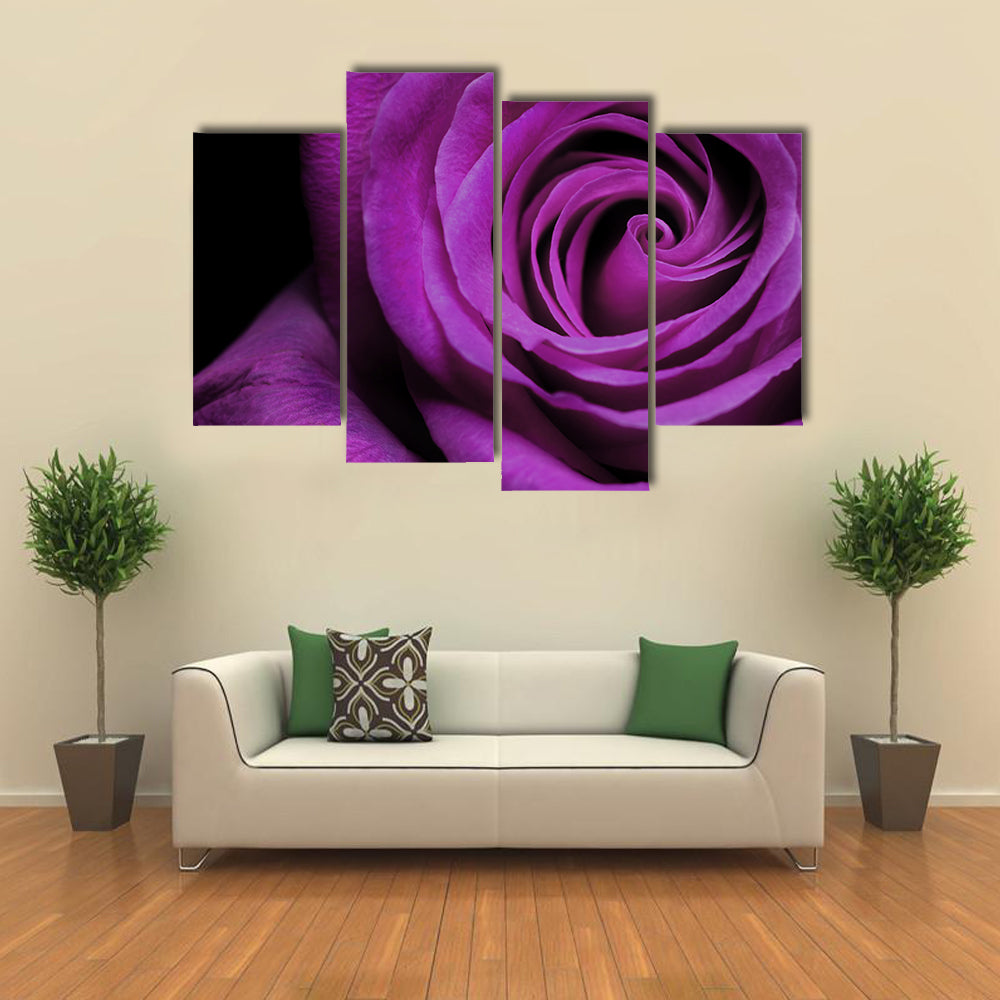 Purple Rose Close-Up Canvas Wall Art