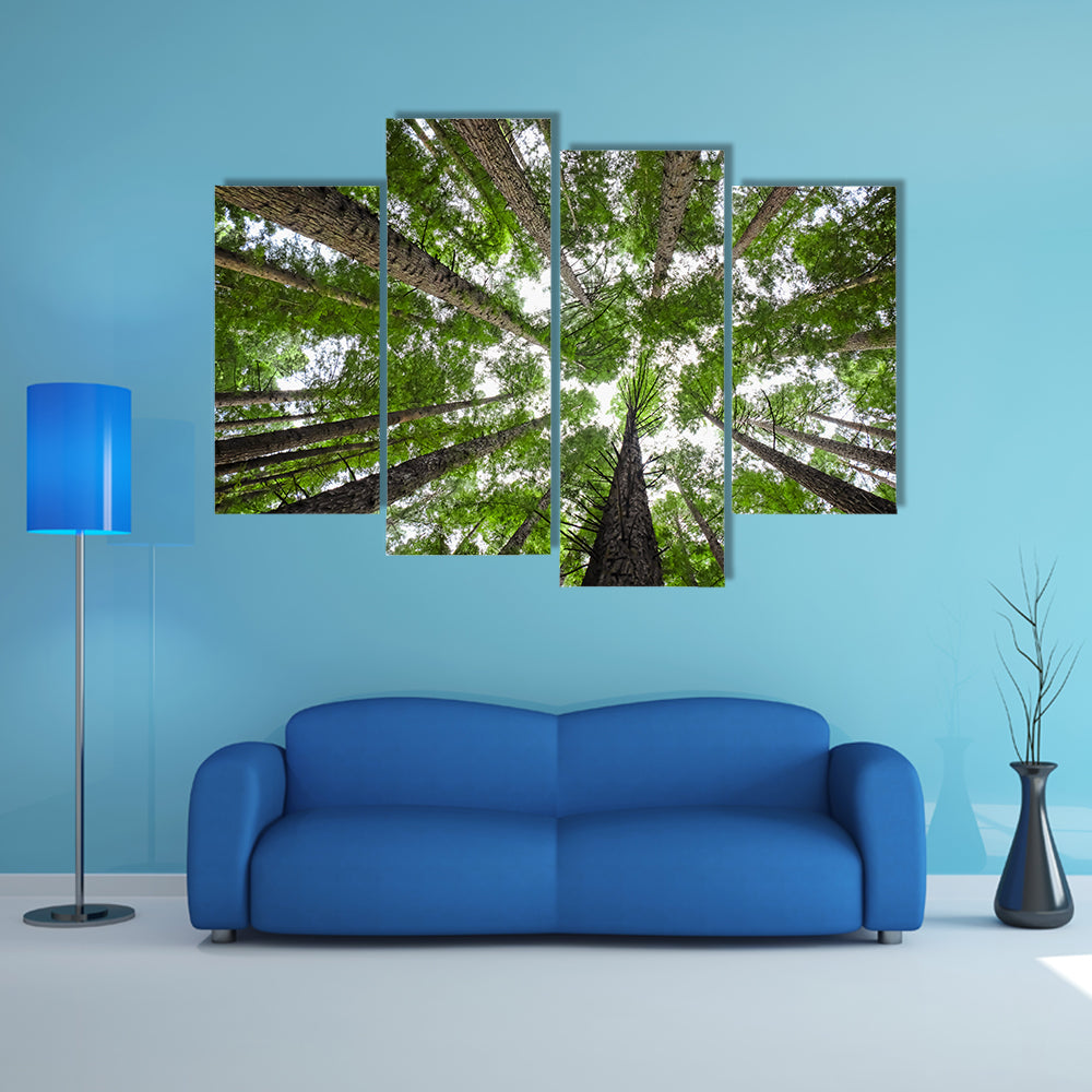 Redwood Tree Canopy Canvas Wall Art