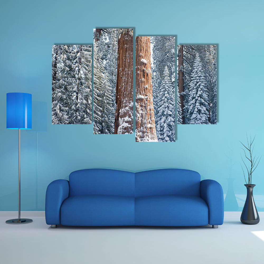 The Giant Sequoia Tree Covered In Snow Canvas Wall Art