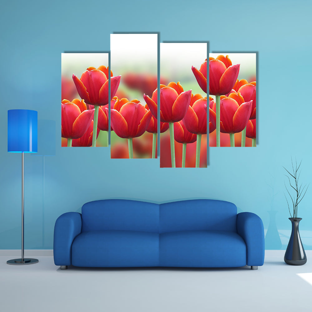 Spring Tulip Flower Canvas Wall Art
