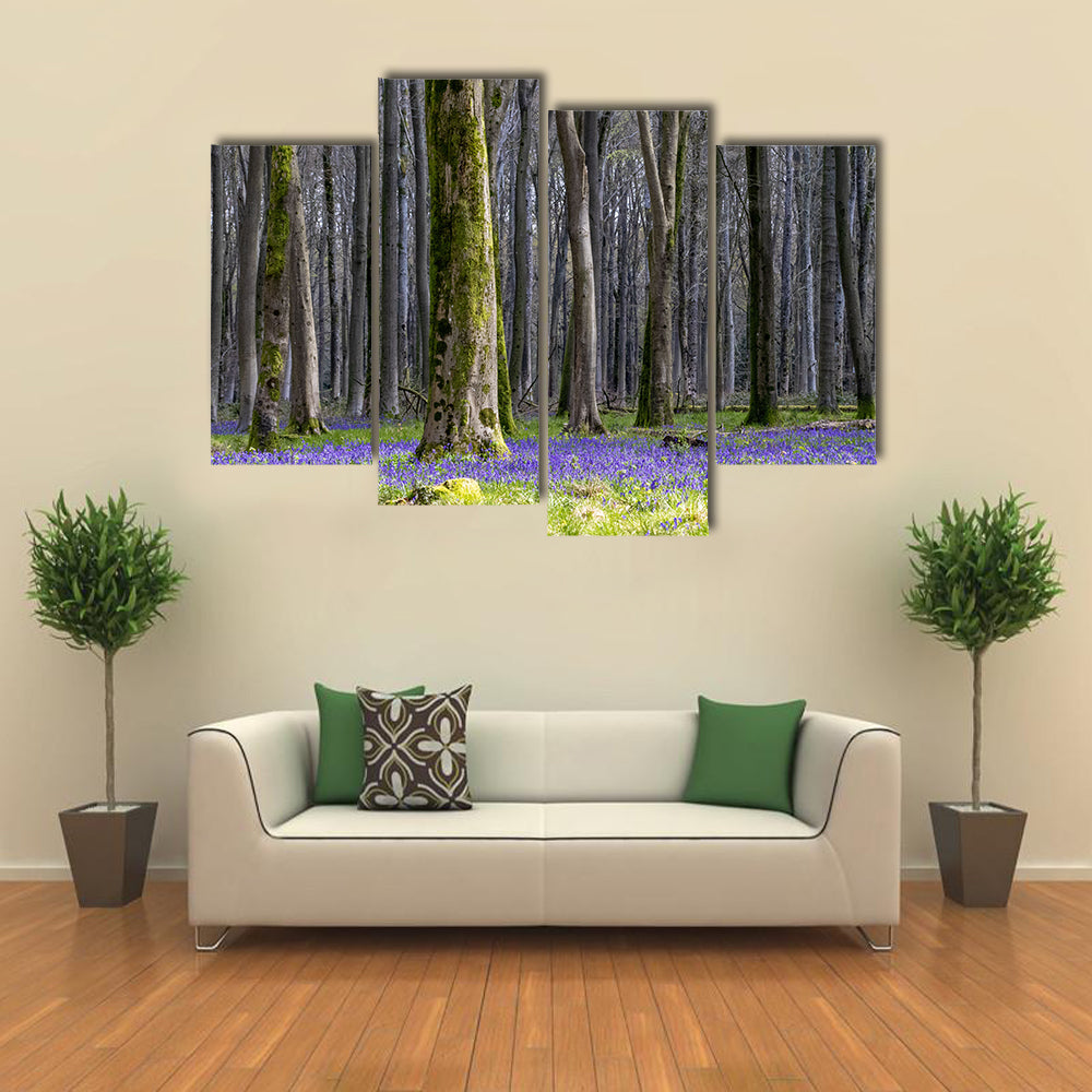 Springtime Bluebell Wood in England Canvas Wall Art