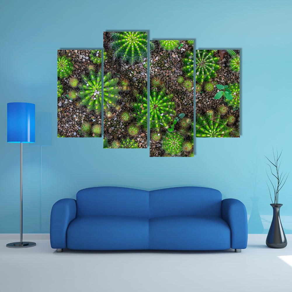 Cactus Plants Close-up Canvas Wall Art