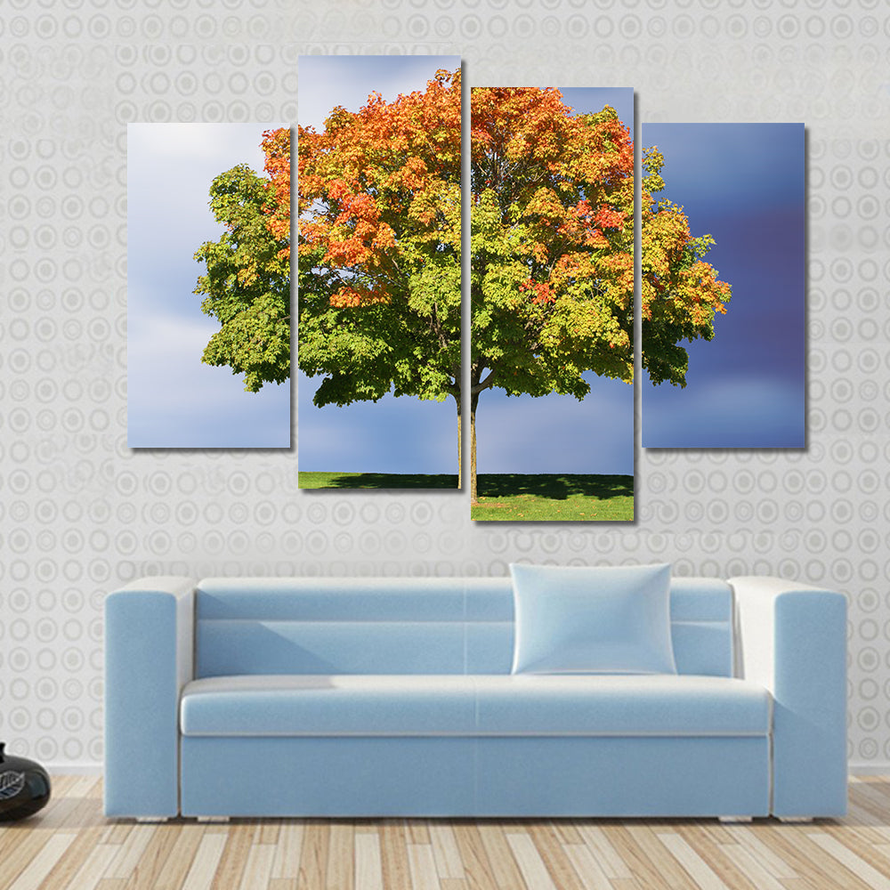Maple Tree In Autumn Canvas Wall Art