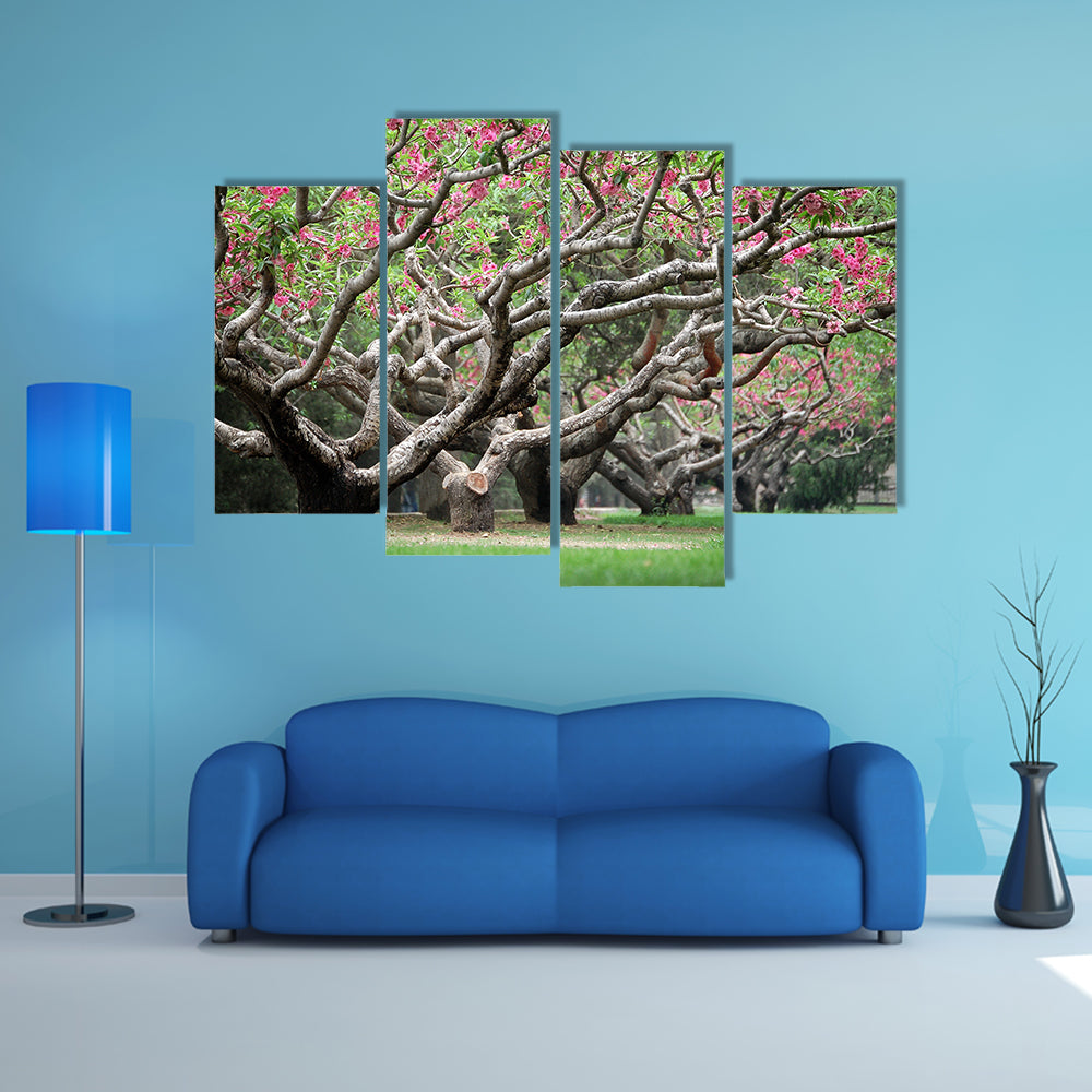 Peach Trees With Blooming Pink Flowers Canvas Wall Art