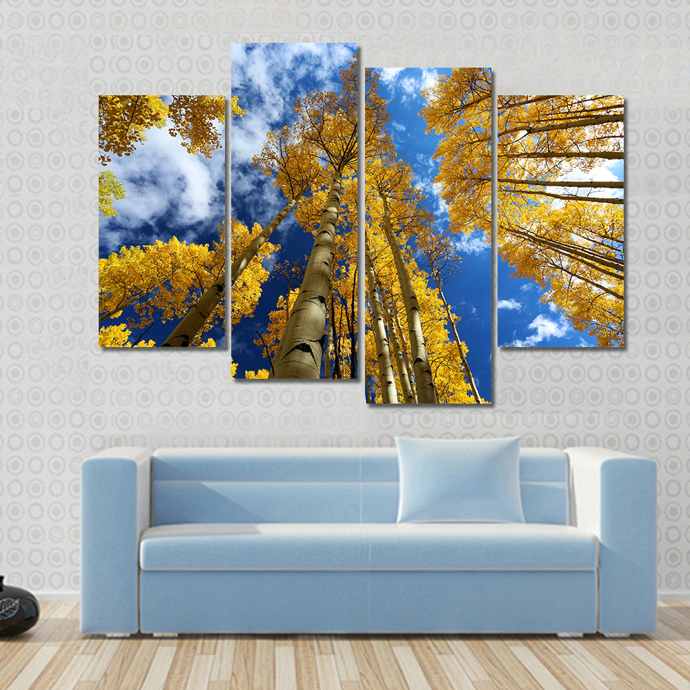 Golden Autumn Aspen Canopy Canvas Wall Art