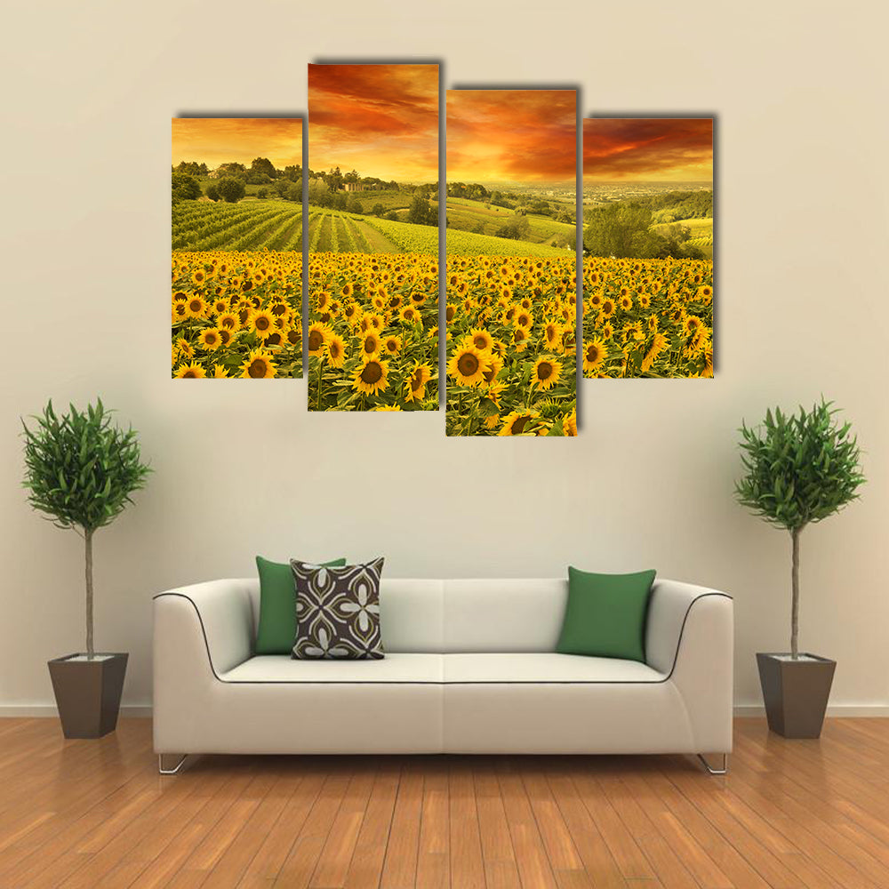 Sunflowers Field In The Italian Hill At Sunset Canvas Wall Art